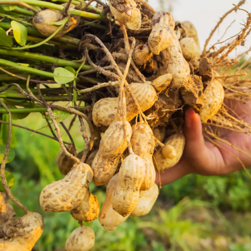 Peanut (groundnut)
